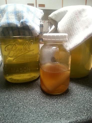 Jars of tea and kombucha, with scoby and starter.